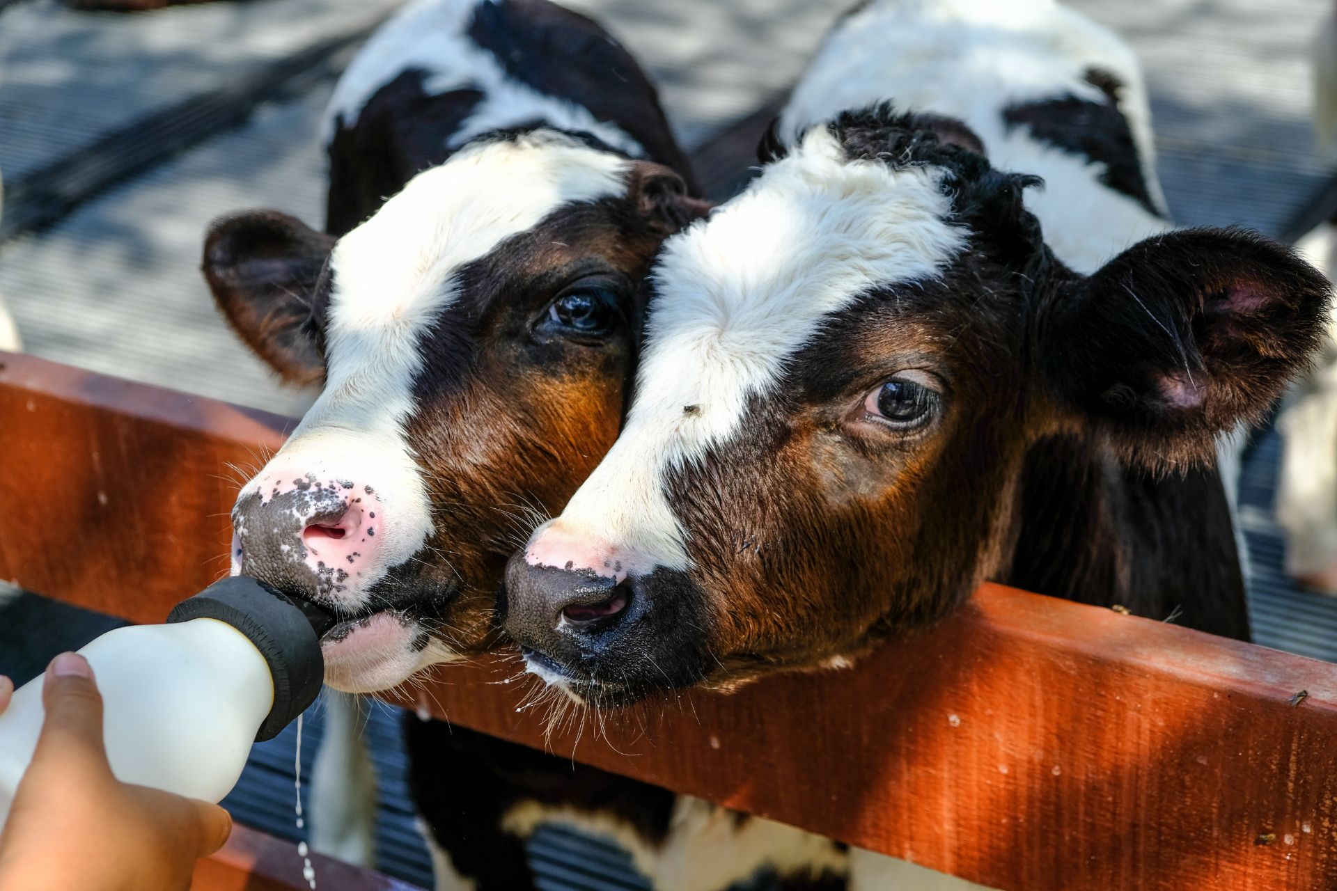 nutriment-webimg (7)